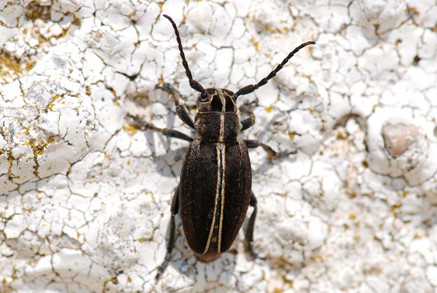 Coleottero  da identificare: Dorcadion arenarium